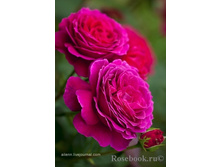 Big purple 292,6.jpg