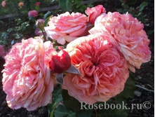 ���� ���..jpg