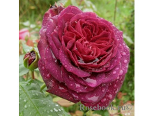 ������ ������ ��� ������.jpg