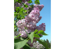 ������  ������� 250�