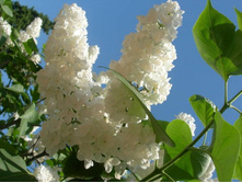 ������ ����� 250�