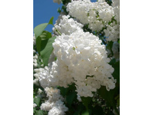 ������ �������