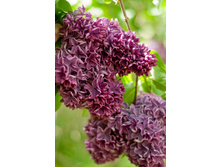 ������ ������ �����