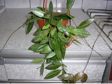 ���� gracilis