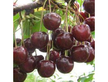 ����� ������� 200�