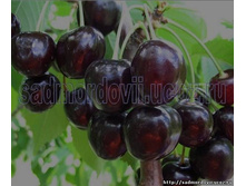 ������� ����� 230�