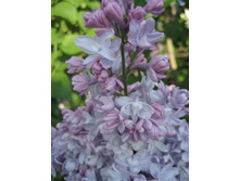 ������ ��. �������������