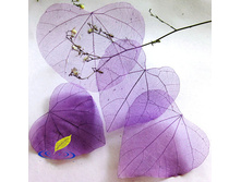 ������ (10 ��.)  81�.  ������, �������, ����������, ���������, �������, �����, ����������  ������ ������� 4-8 ��..jpg