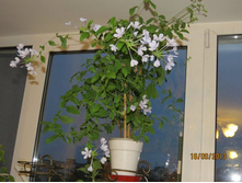 ��������� �������