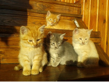 2013-10-17 15.49.11.jpg