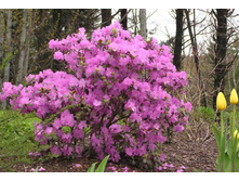 ����������� P.J.M Elite 301�