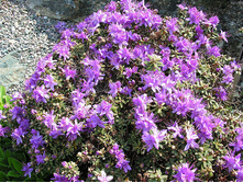 ����������� Ramapo 301