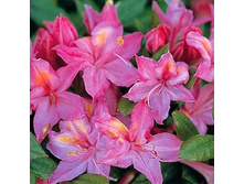 ����������� ���� ����� 301�