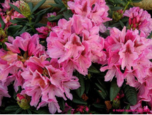 ����������� ������������ 301�