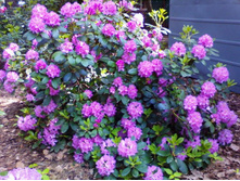 ����������� ����-301�