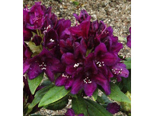 ����������� �������� ����-301