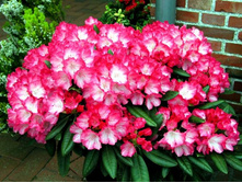 ����������� ���������� 426�