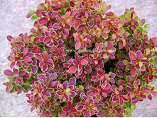 �������� ��������� 248