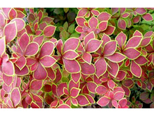 �������� �������� 137