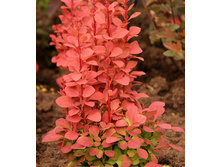 �������� ����� ����� 248