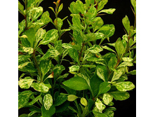 �������� ������ 137�