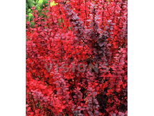 �������� ��� ������ 137�