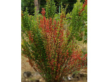 �������� ������ 137�