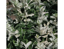 ��������� ������� ������� 127�