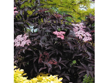 ������ ���� ����� 216