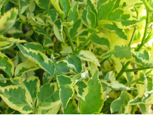 ������ ������ ������� 172