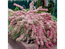 ������� ���� ��������� 148�