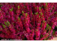 ������ ���� ����� 152�