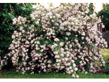 ������ ���� ���� 127�.