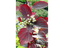 ����� ������������ 136