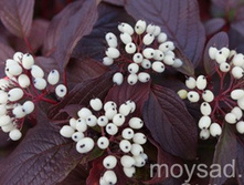 ����� �������� ����� 143