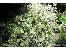 ����� �������� ��������� 128