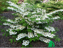 ������ ���������� ������ -148