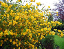 ������ ���������� 136