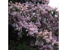 ���������� ���� ����� 150