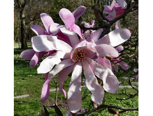 �������� ���������� ����� 209�.