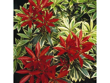 ������ ������� ������� 148�