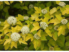 ������������� ����� ���� 150�.jpg