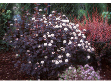 ������������� ������� 207