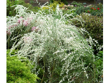 �������� ������ 121