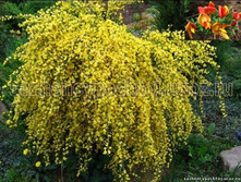 �������� ������ 121