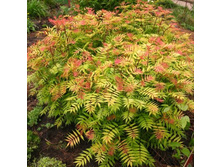 �������� ��� 207�