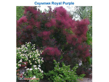 ������� ����� ����� 170