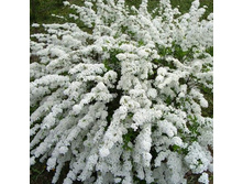 ������ ������ 122�