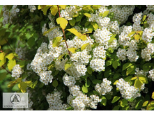 ������ ���� ������� 127�