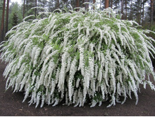 ������ �������� 120